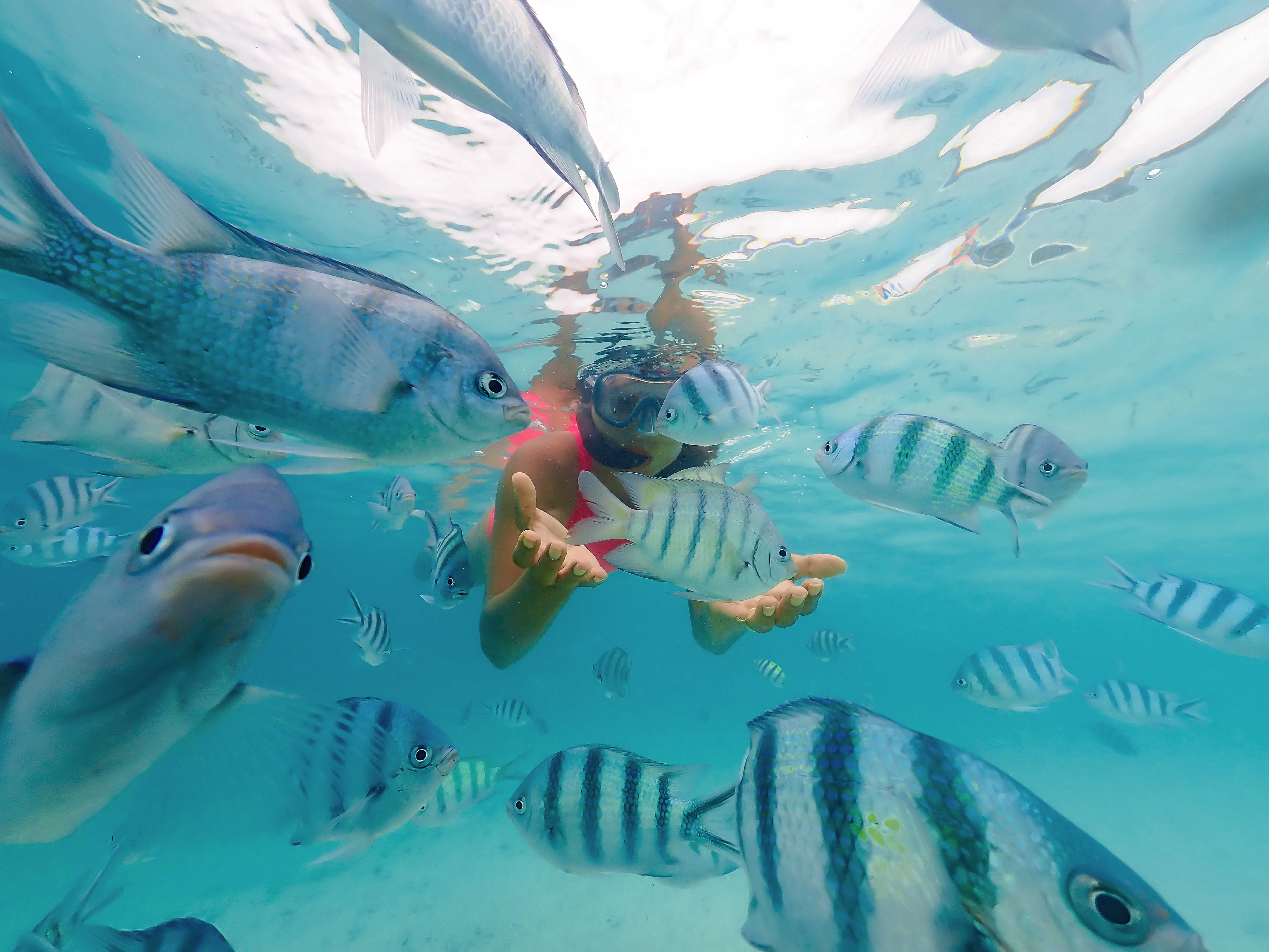 The Reef Stops