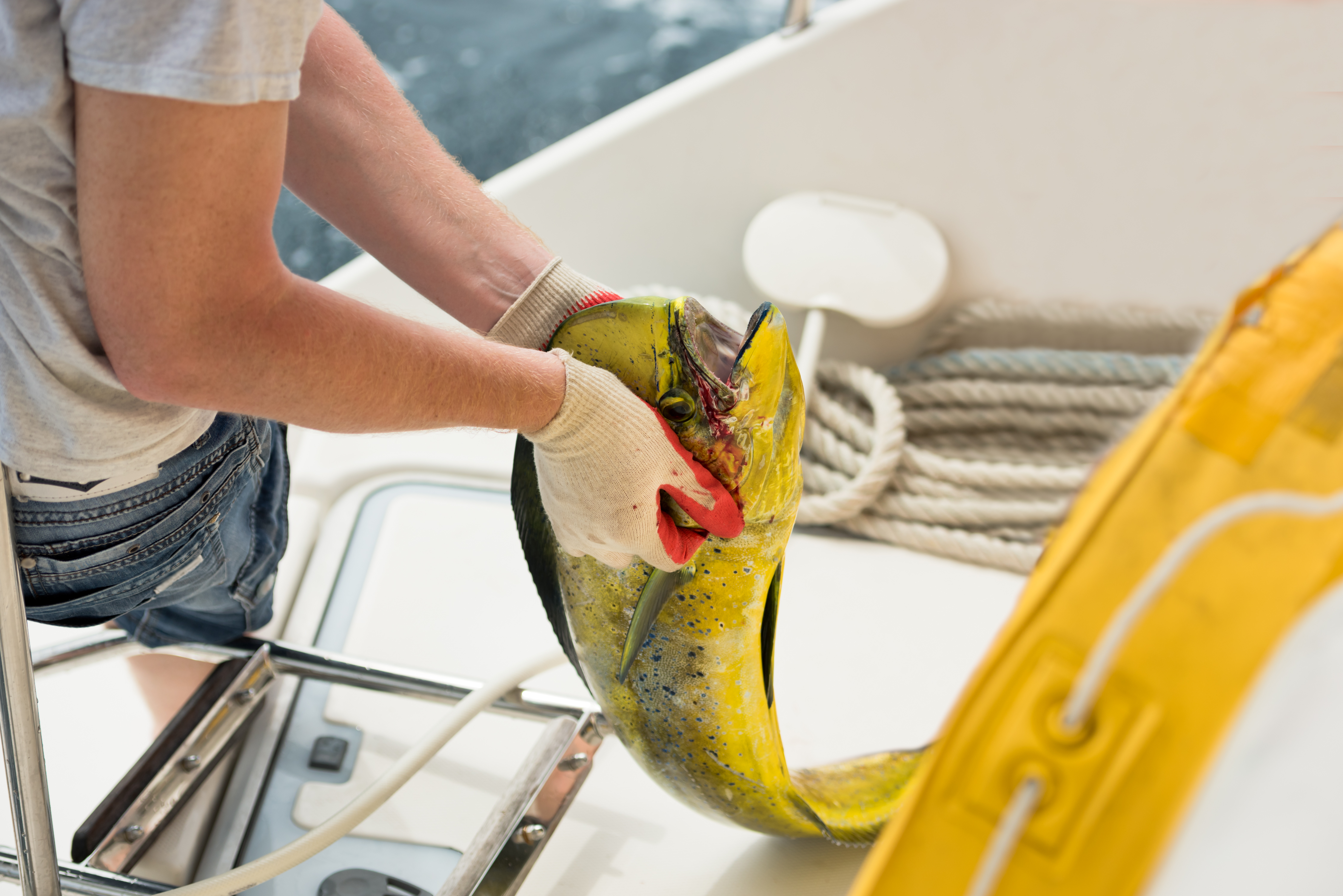 Your Catch
